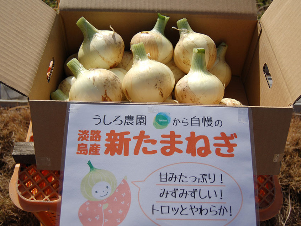 【家庭用】淡路島　新玉ねぎ！みずみずしく、柔らか〜い！（5ｋｇ）【ひょうご安心ブランド認証】訳あり