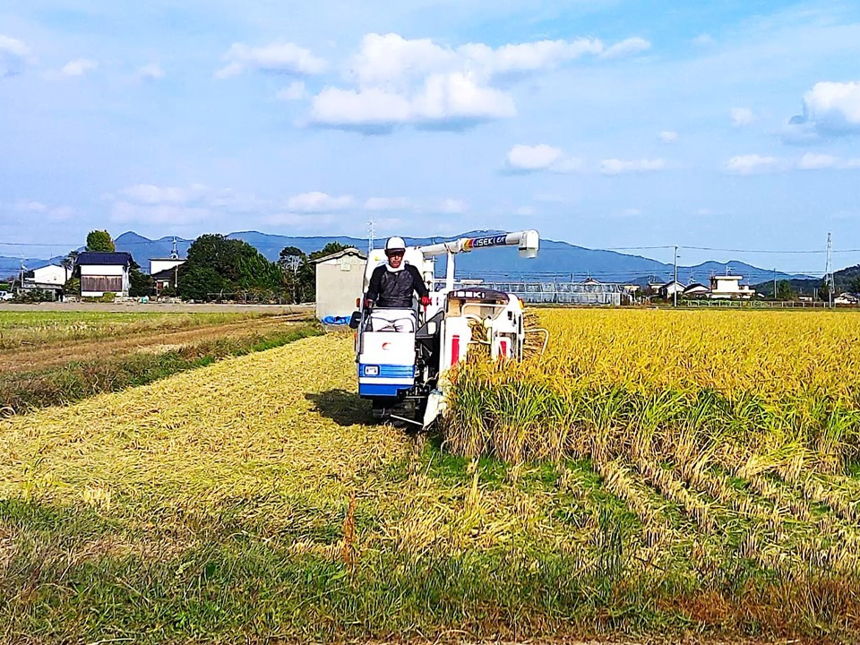 new 自然栽培歴3年以上　おいしい玄米10ｋｇ　24年度産　昔の品種：朝日米