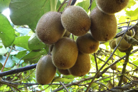農薬・化学肥料不使用のキウイフルーツ＜小粒＞（1kg）