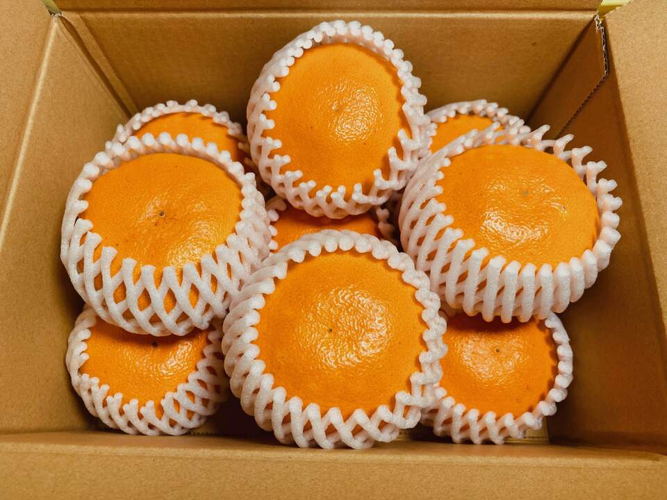 食べ応え満点！！ シットリ熟成できました カンペー君  2 Lサイズ 9個入り（ご家庭用）最終デス！