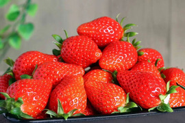 【2年連続品評会入賞🍓】やよいひめこだわりの栽培で味が濃すぎるいちご 500g