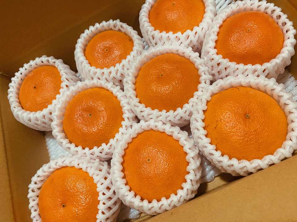 小っちゃいお友だちにピッタリサイズ！　 Mサイズ 9個入り（ご家庭用）最終です！