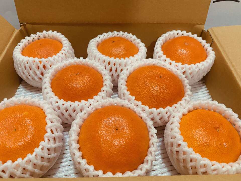 おやつの時間　皆んなでどうぞ！！　甘平です Lサイズ ８個入り（ご家庭用）最終デス！