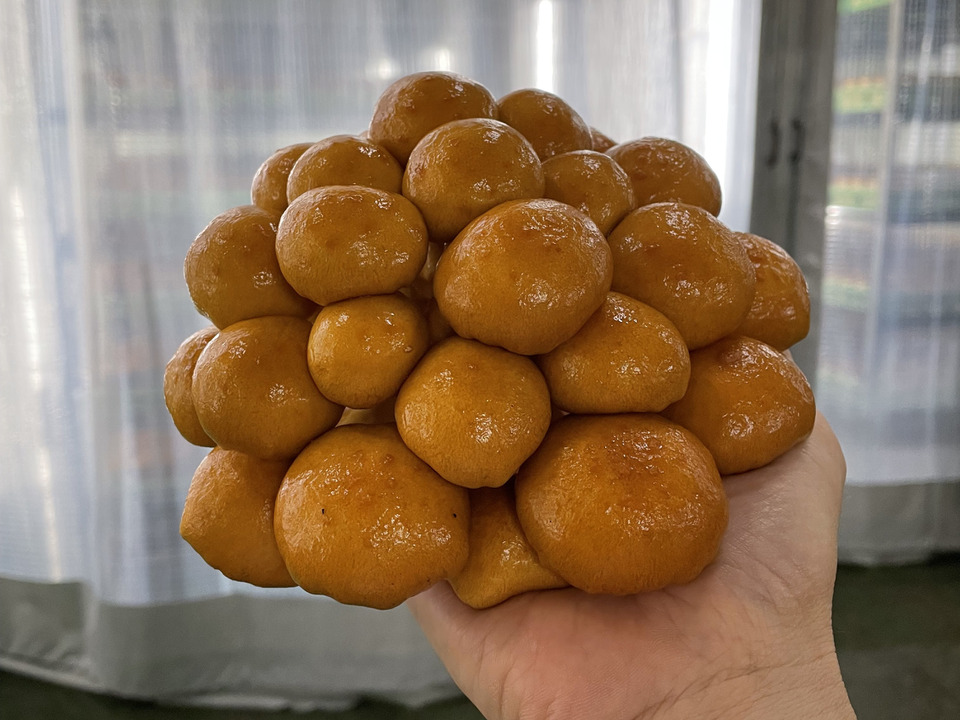 【4パック入】え？炒めるなめこ!?なめこで爆笑!?飛騨ジャンボなめこ約180g×4パック入り