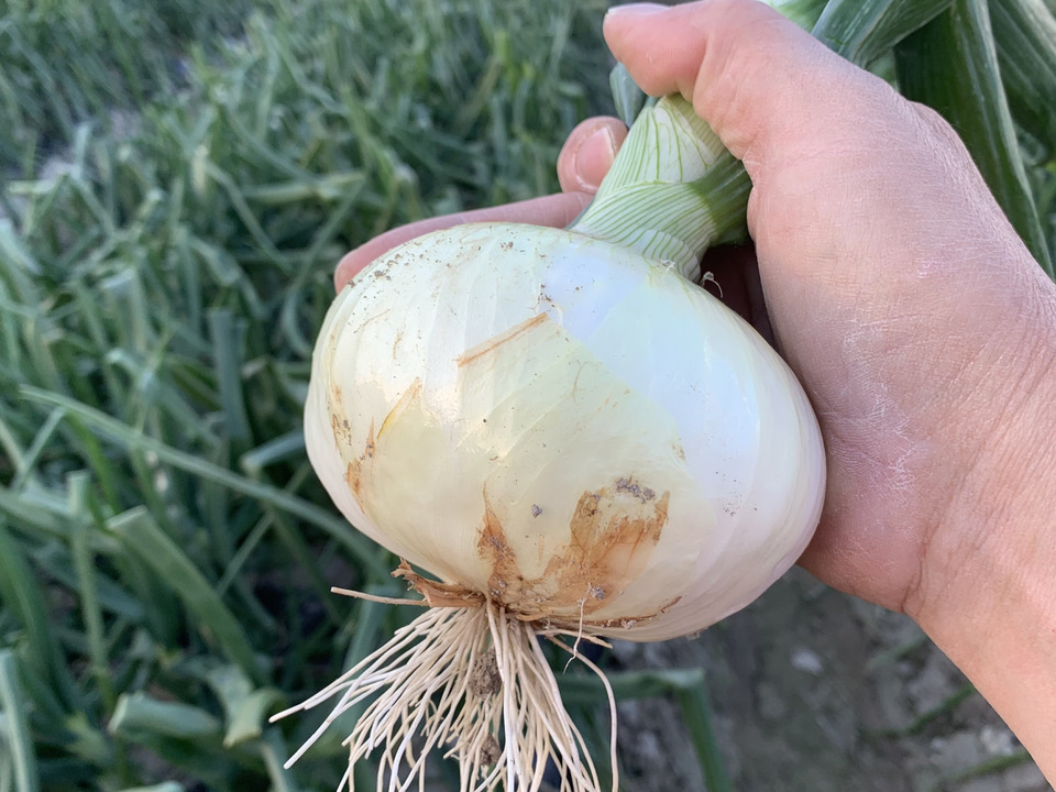 新玉ねぎ4kg🅱️🧅淡路島極熟玉葱　今が旬‼️ 特別栽培農産物　シャーロットオニオン