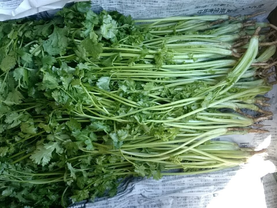 パクチー 有機 2kg