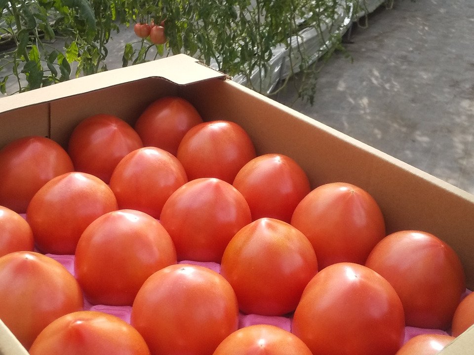  100％純トマト🍅4キロ箱【雪ちゃんトマト】桃太郎トマトL or Mサイズ