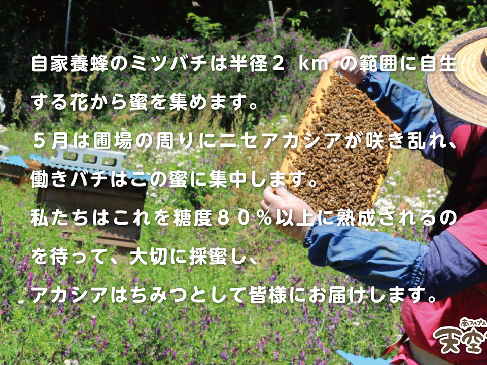 【440g×３本】アカシア はちみつ 自家ミツバチ 免疫力アップ 産地 南アルプス上宮地 非加熱 ペットボトル