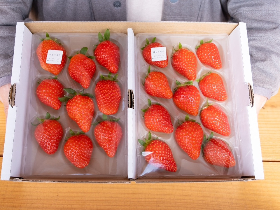 旬のいちご食べ比べ2P　お得なご家庭用！　230g×2p 【みんなで食べ比べ】