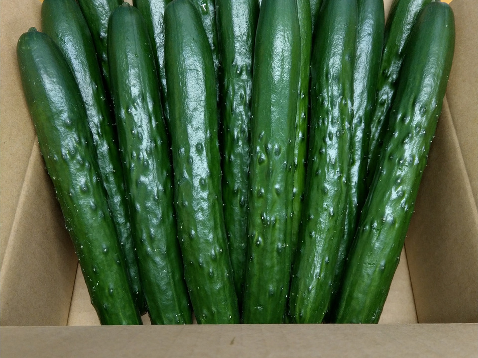 朝採り！信州産きゅうりA品2kg（箱重量込・正味1.8㎏）