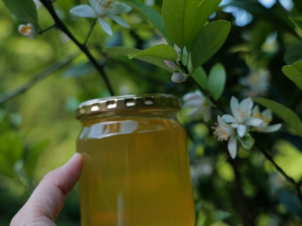 【大容量】贅沢な香り!西洋蜜蜂の生ハチミツ『みかん蜜』500ml