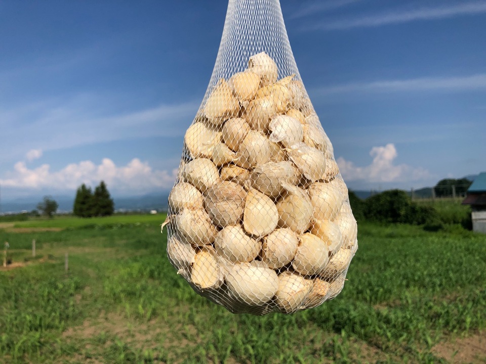 【毎年２万箱売れてます！】令和６年新物 500g!! 青森県産にんにく 最高級品種 ホワイト６片 家庭用バラ