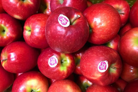 🎊すぐに発送中🎊【高評価1,000件突破】 ピンクレディー®︎3キロ箱  長野県 信州 安曇野 リンゴ 幻 幻のリンゴ 予約 希少 旬 6玉〜16玉サイズ 商品ID42100
