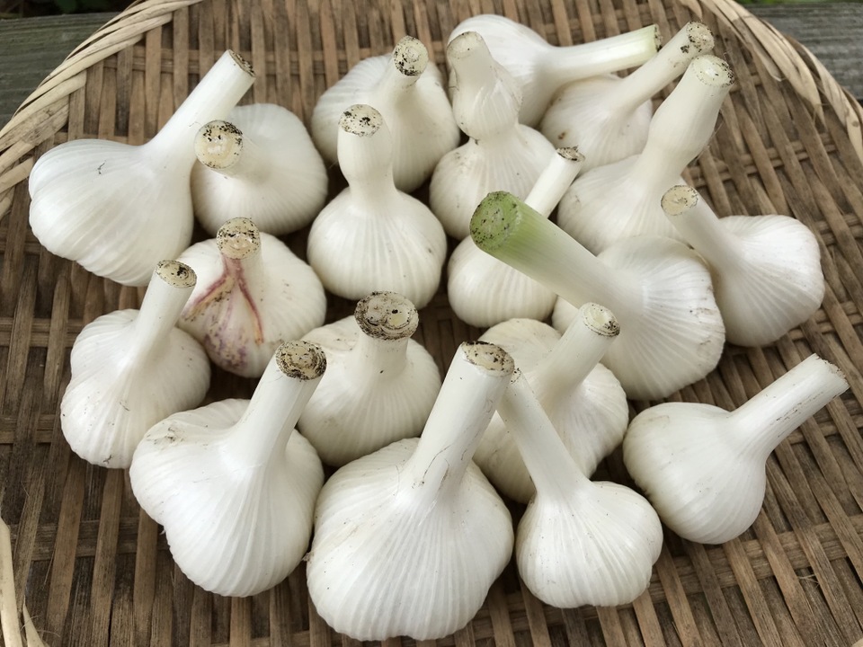 【訳あり品・農薬・化学肥料不使用】MOA自然農法で育ったまろやかにんにく お試しサイズ　500g