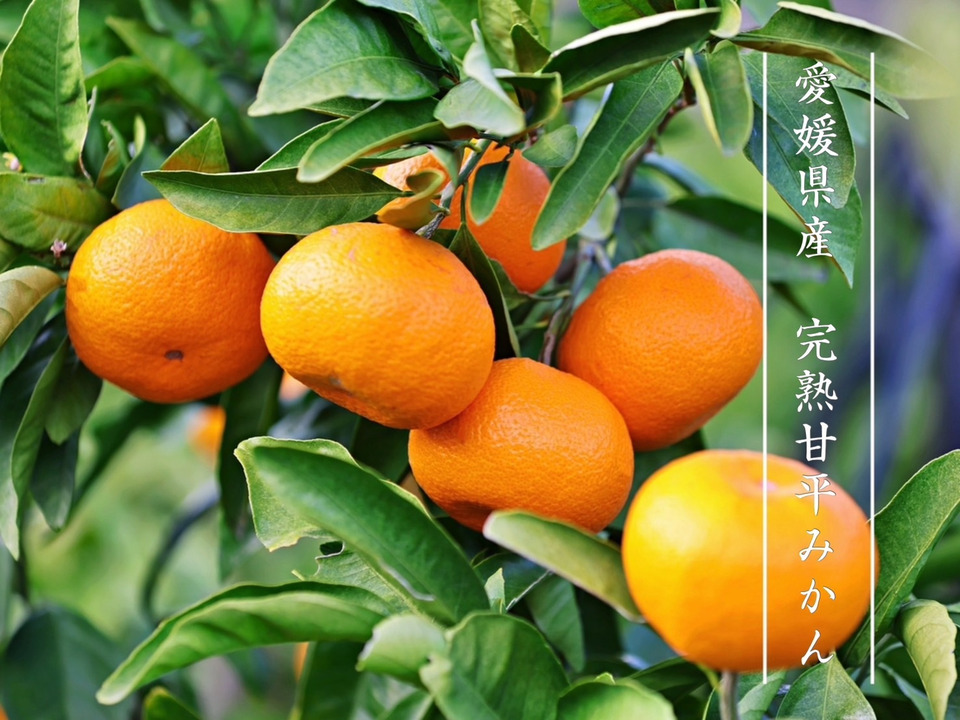 【高級柑橘】完熟甘平お試し１ｋｇ ご家庭用 農薬不使用 自然栽培 愛媛県産