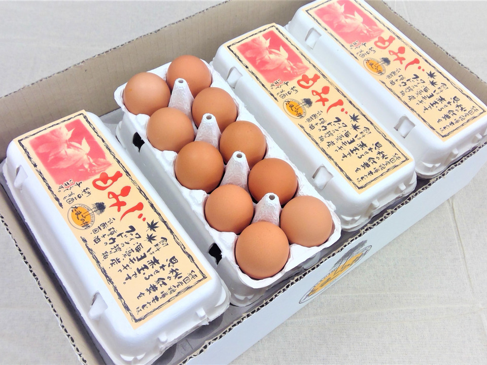 １０個入れパック入り国産鶏種もみじの新鮮たまご36個(４０個入り４個割れ保障,１０個入り４パック)