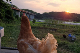 のびのび平飼い『いのちのたまご』10個入り×3パック