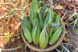 『今が旬！』採れたて ふきのとう 300g