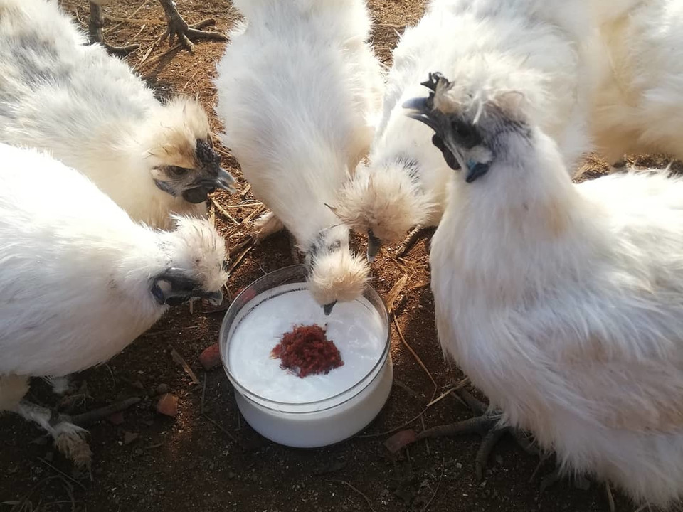 【のびのび放し飼い】烏骨鶏卵10個【ストレスフリー】